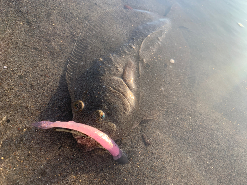 ソゲの釣果