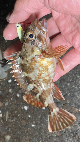 カサゴの釣果