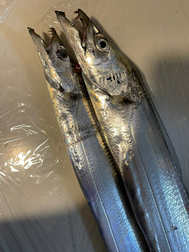 タチウオの釣果