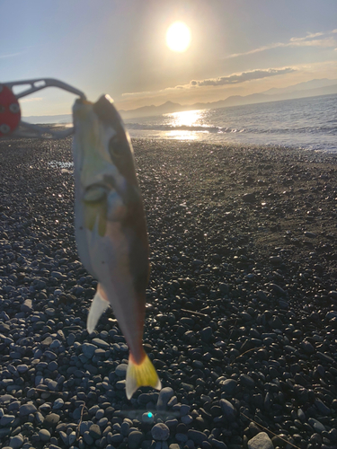 フグの釣果