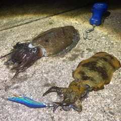 アオリイカの釣果