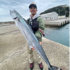 サワラの釣果