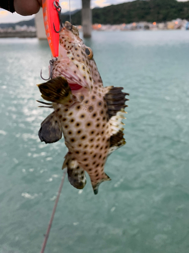 ヤイトハタの釣果