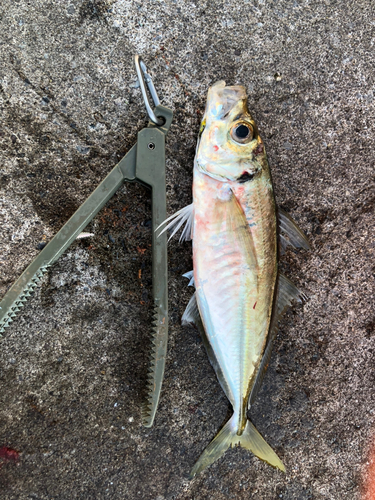 マアジの釣果