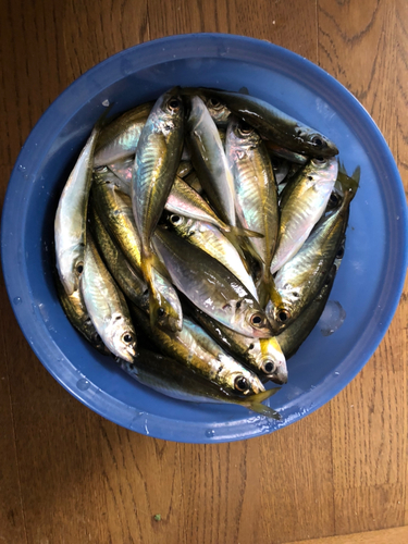 アジの釣果