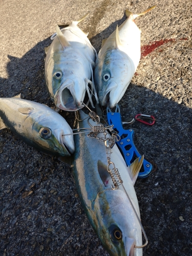 メジロの釣果