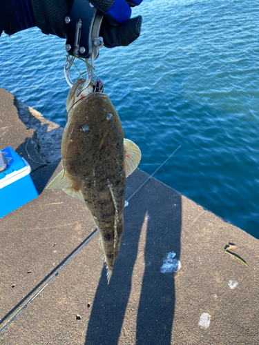 コチの釣果