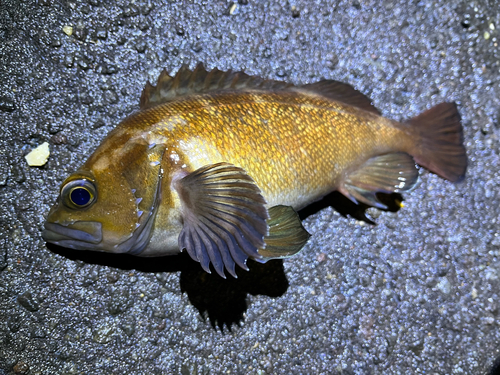 エゾメバルの釣果