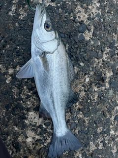 ヒラスズキの釣果