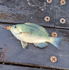 メジナの釣果