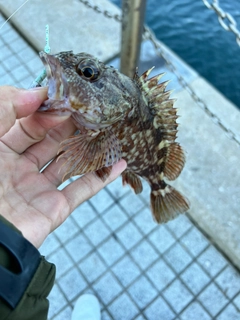 カサゴの釣果