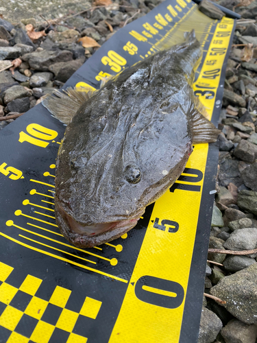 マゴチの釣果