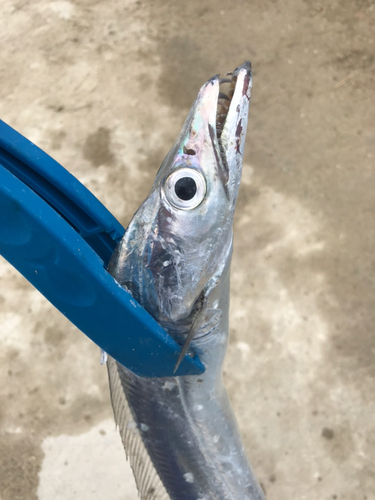 タチウオの釣果