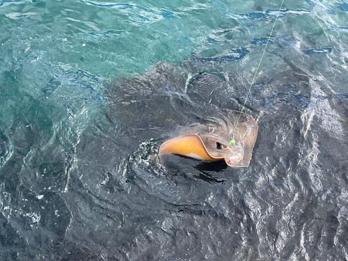 アカエイの釣果