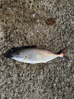 カンパチの釣果