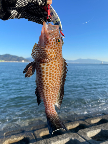 オオモンハタの釣果