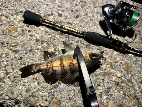 シロメバルの釣果