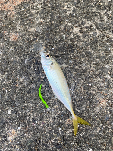 マアジの釣果