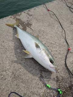 ハマチの釣果