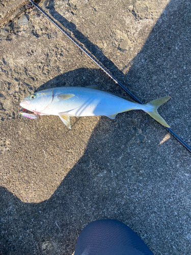 イナダの釣果