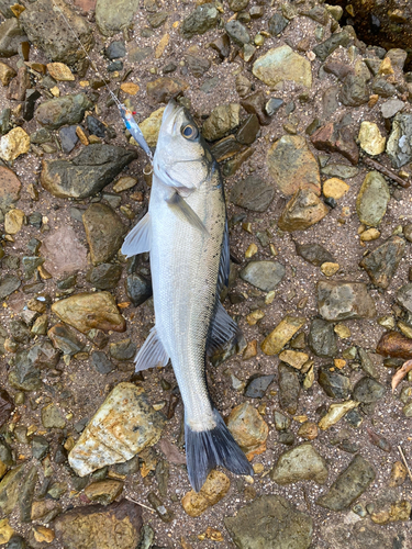 セイゴ（マルスズキ）の釣果