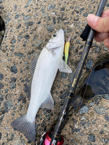 セイゴ（マルスズキ）の釣果