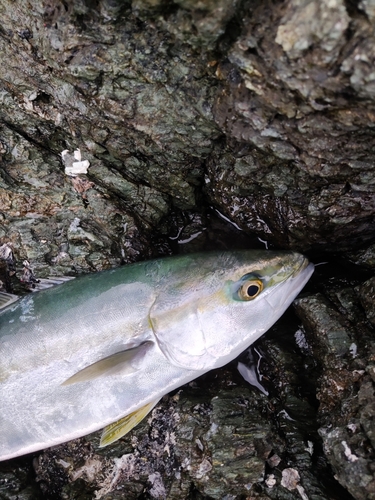 ヤズの釣果