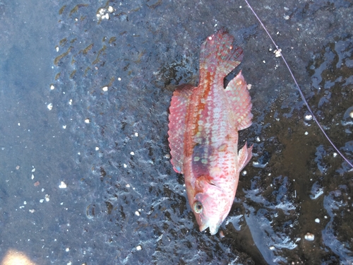 ブダイの釣果