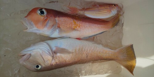 シロアマダイの釣果