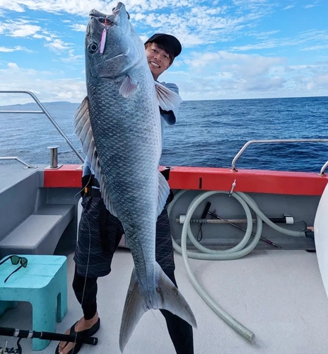 アオチビキの釣果