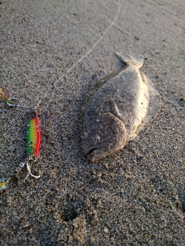 ソゲの釣果