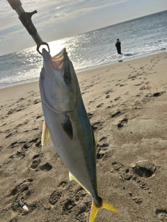 ワラサの釣果