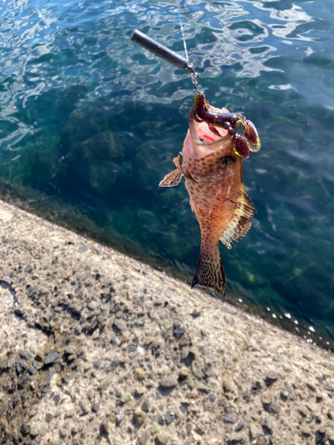 オオモンハタの釣果