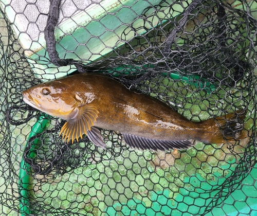 アイナメの釣果