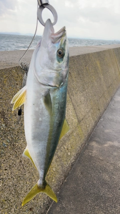 ハマチの釣果