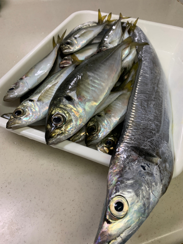 タチウオの釣果