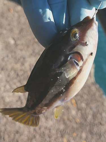 キタマクラの釣果