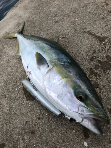 ヤズの釣果