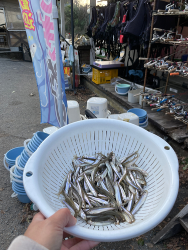 ワカサギの釣果