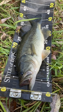 ブラックバスの釣果