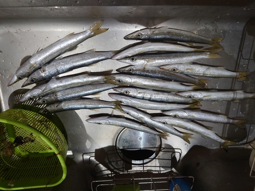 カマスの釣果