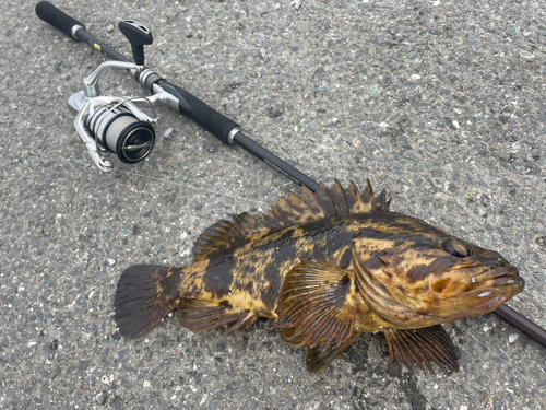 ベッコウゾイの釣果