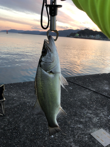 スズキの釣果