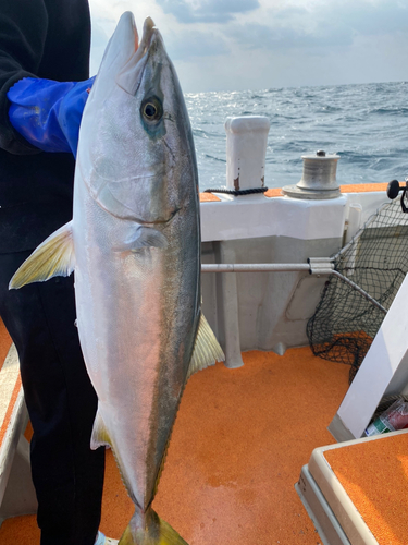 ヤズの釣果