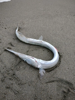 ダツの釣果