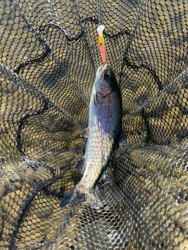 ニジマスの釣果