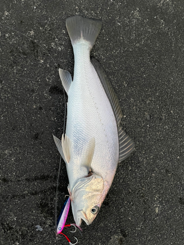 ニベの釣果