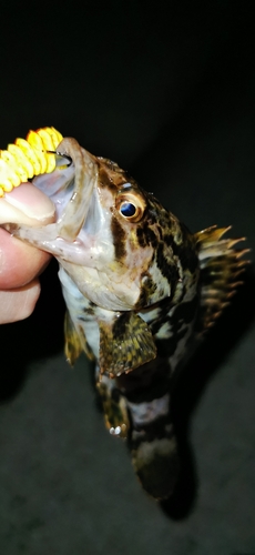 タケノコメバルの釣果