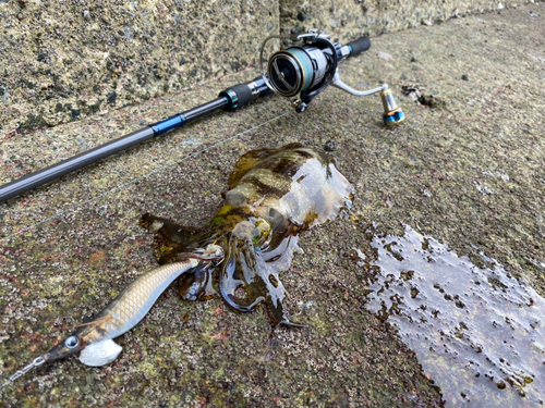 アオリイカの釣果