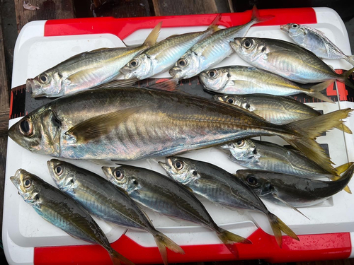 アジの釣果